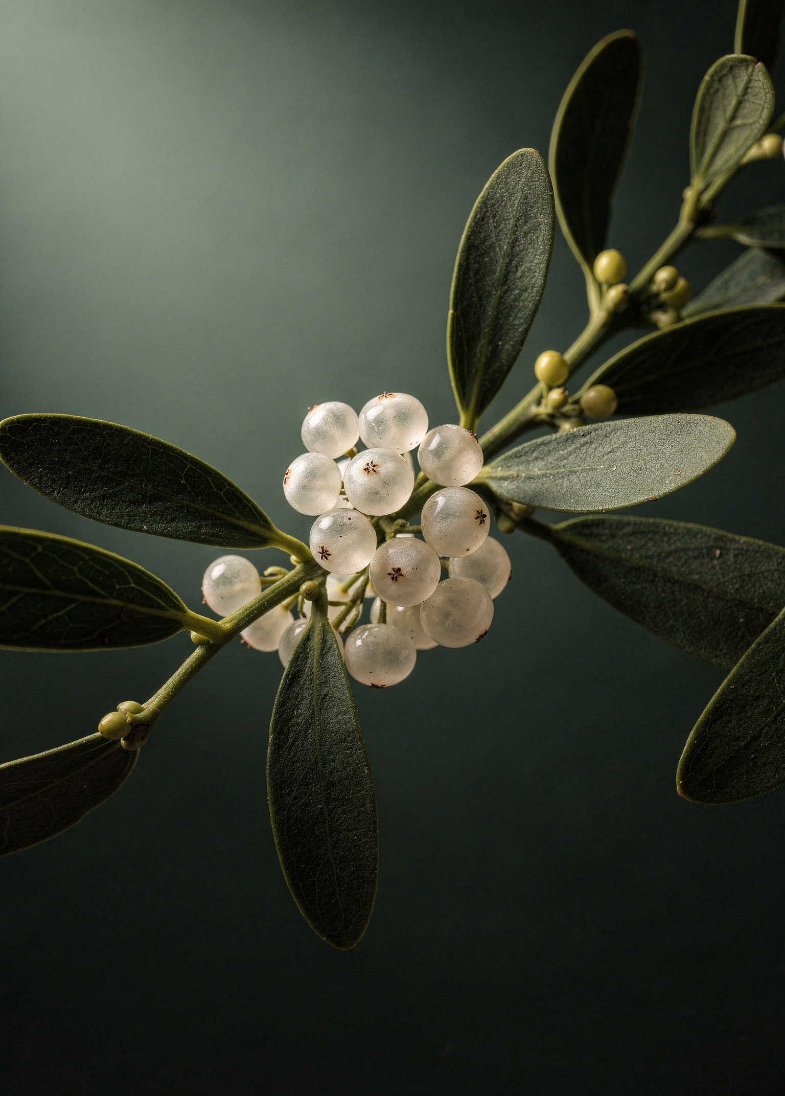 Frost Berry Sprig poster