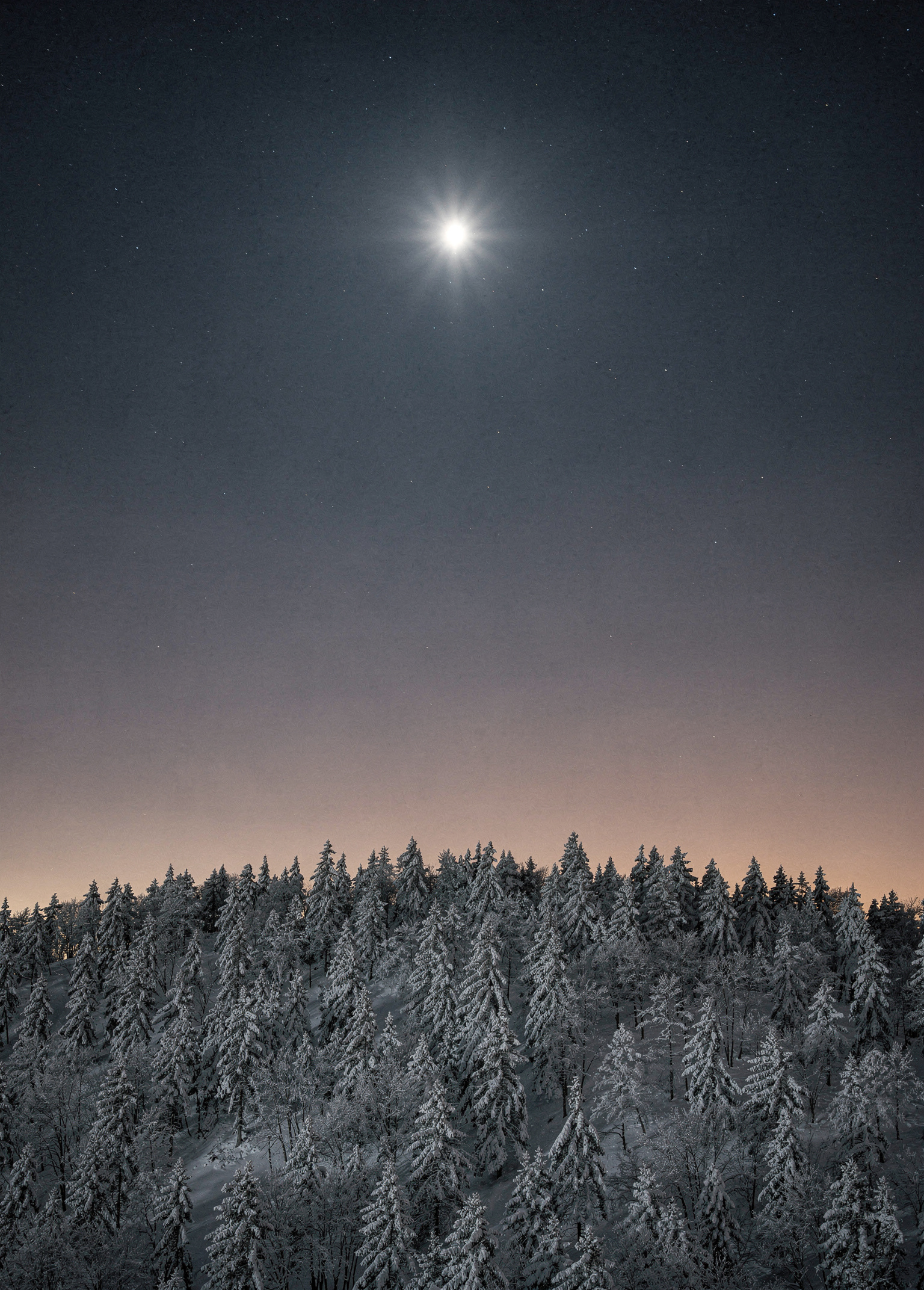 Star Over Spruce poster