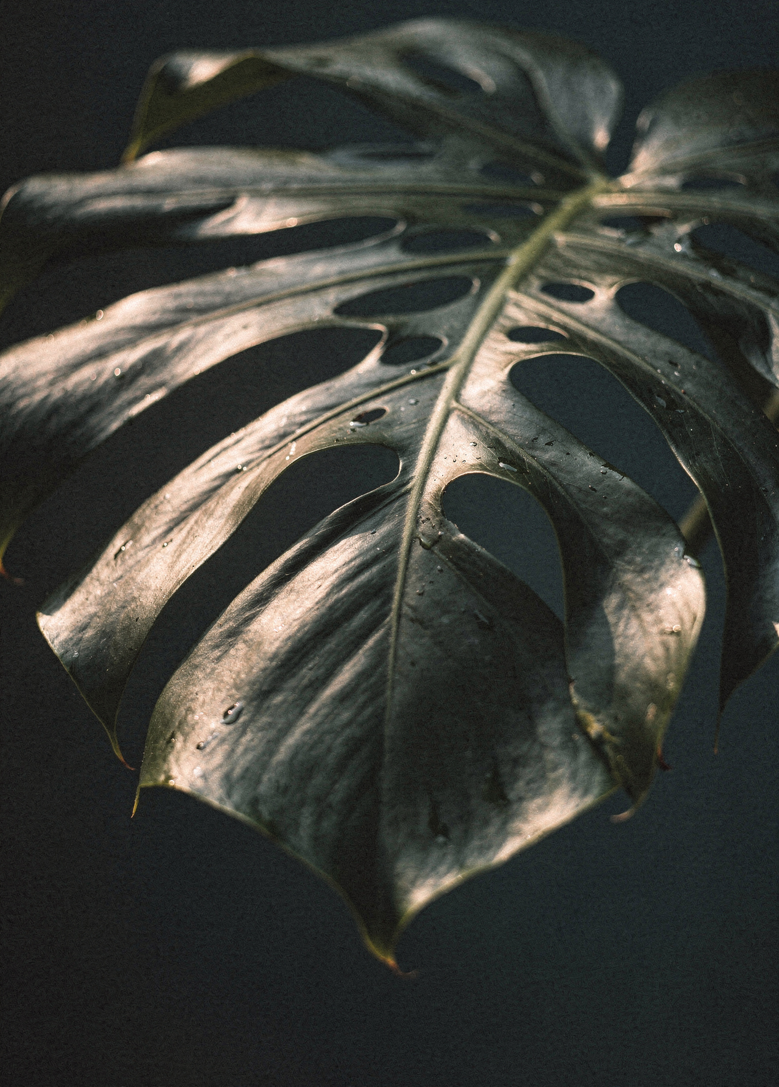 Shadow Monstera Study poster